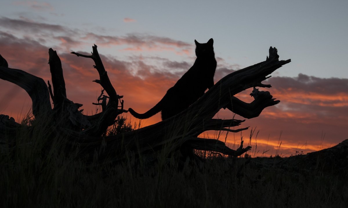 Коты на природе Эстетика