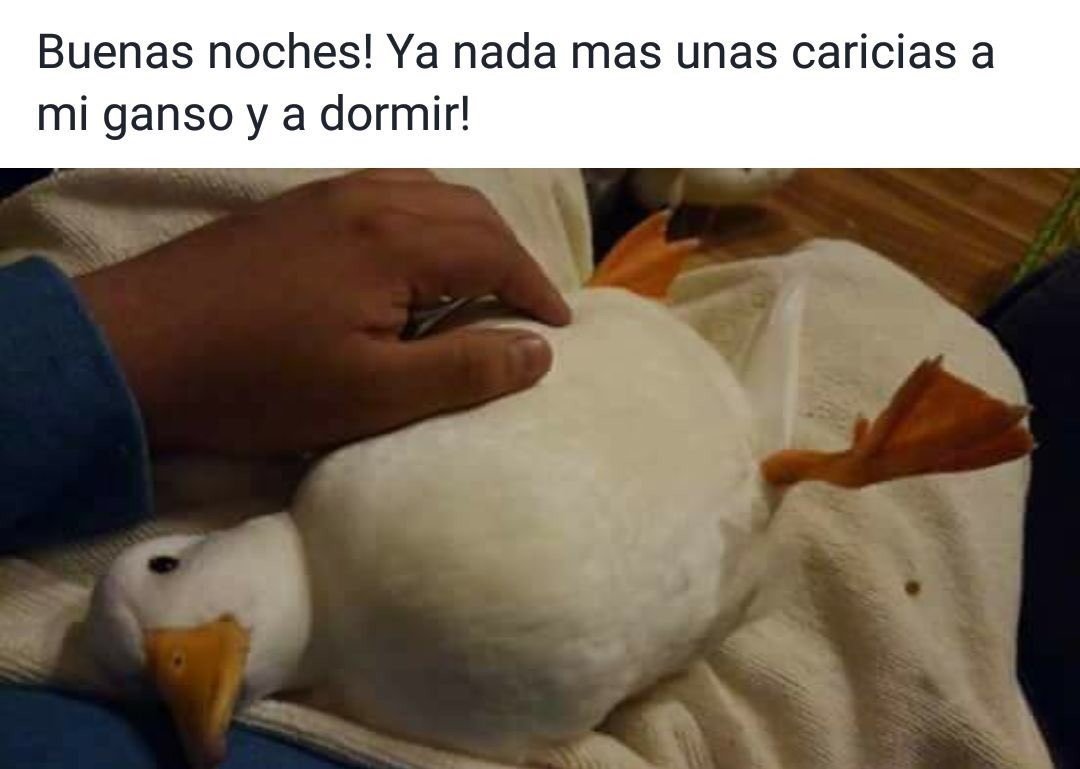 Утка домашний питомец