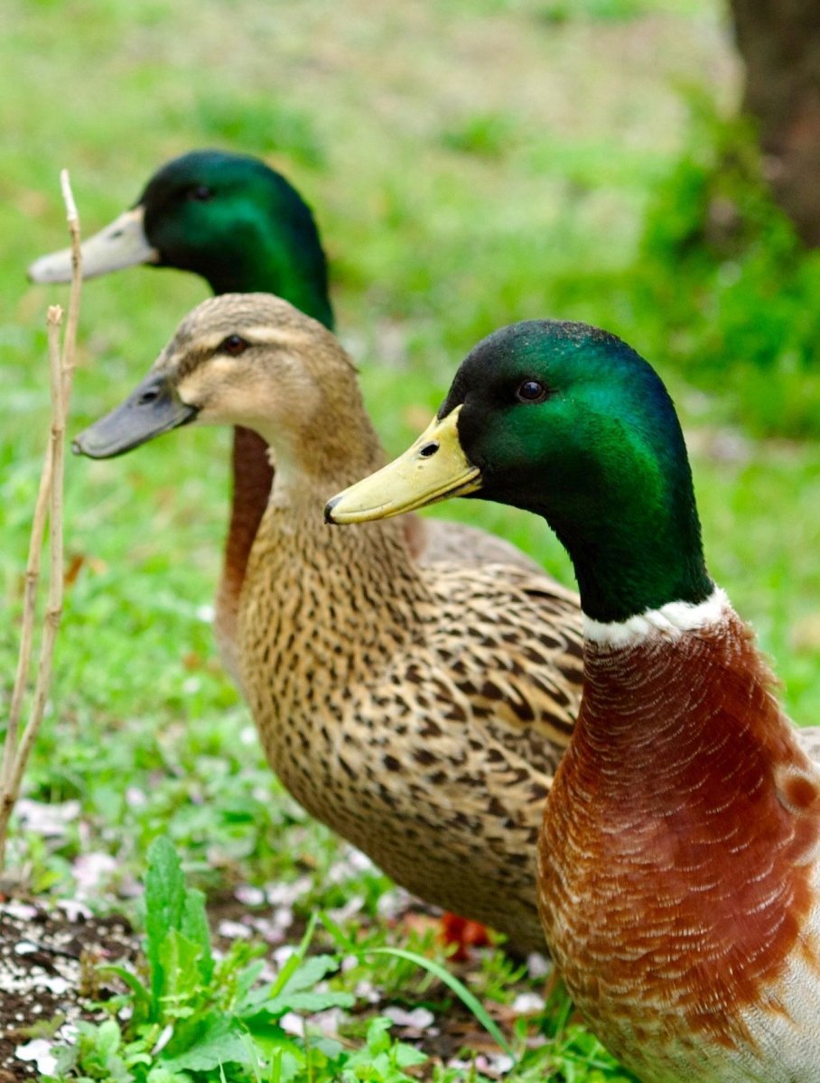 Селезень домашний