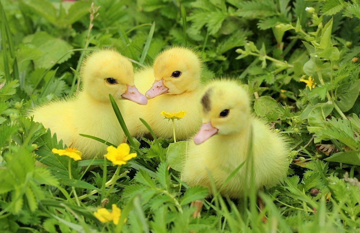 Птенец утки муларды