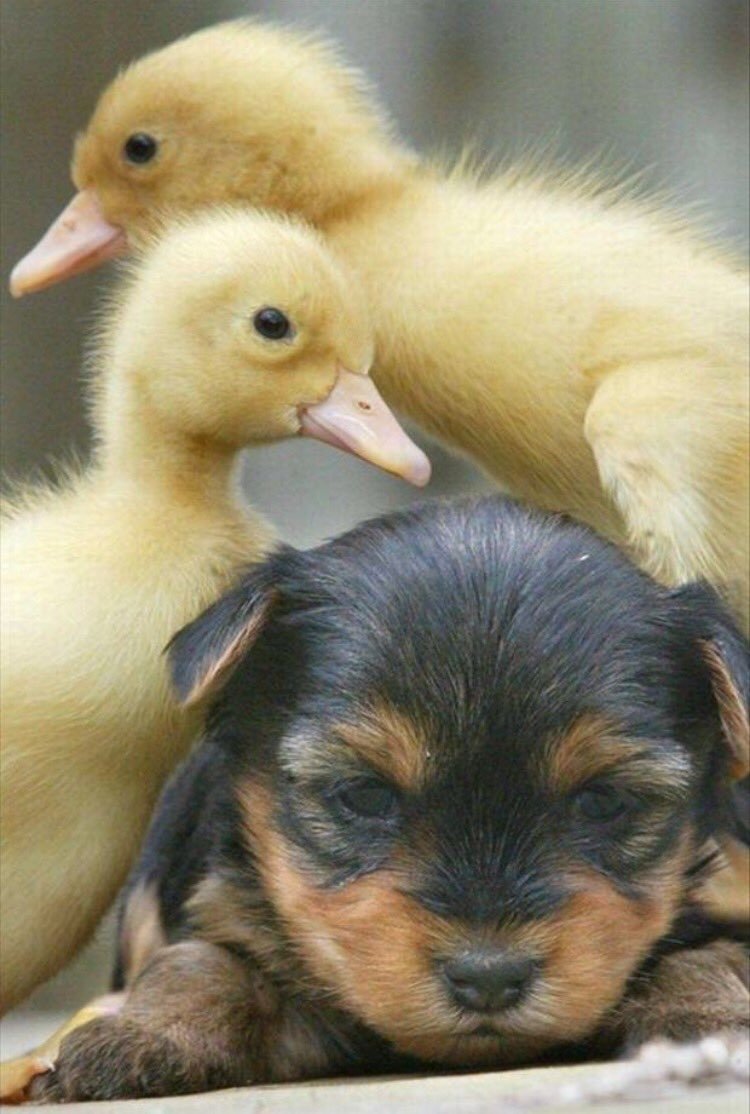 Милые домашние животные