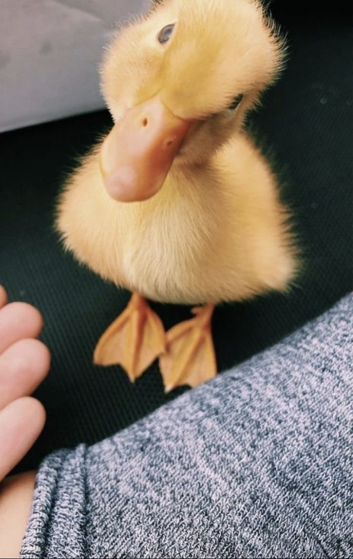 Милые уточки