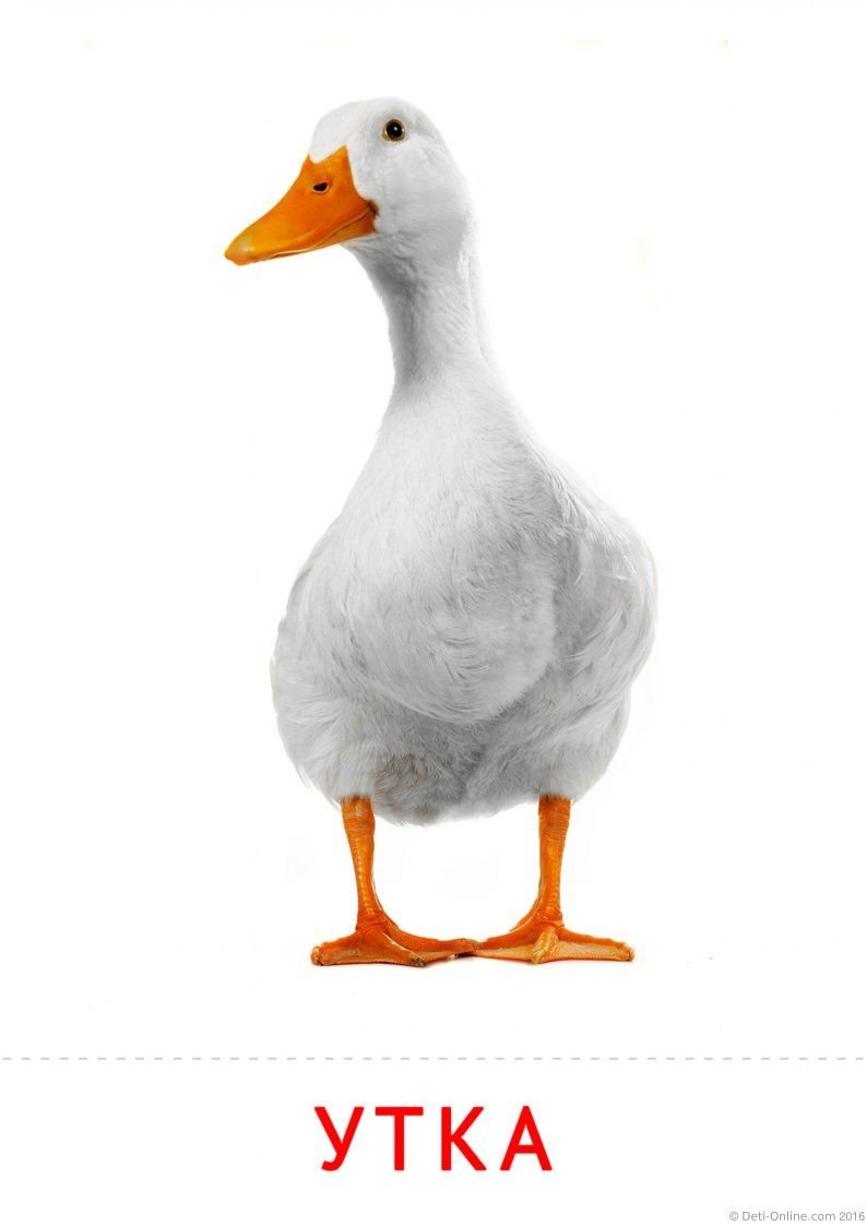 Гусь карточка для детей