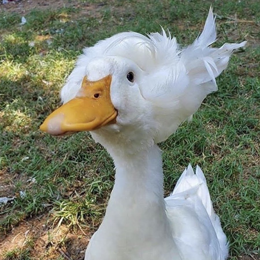 Уточка с прической