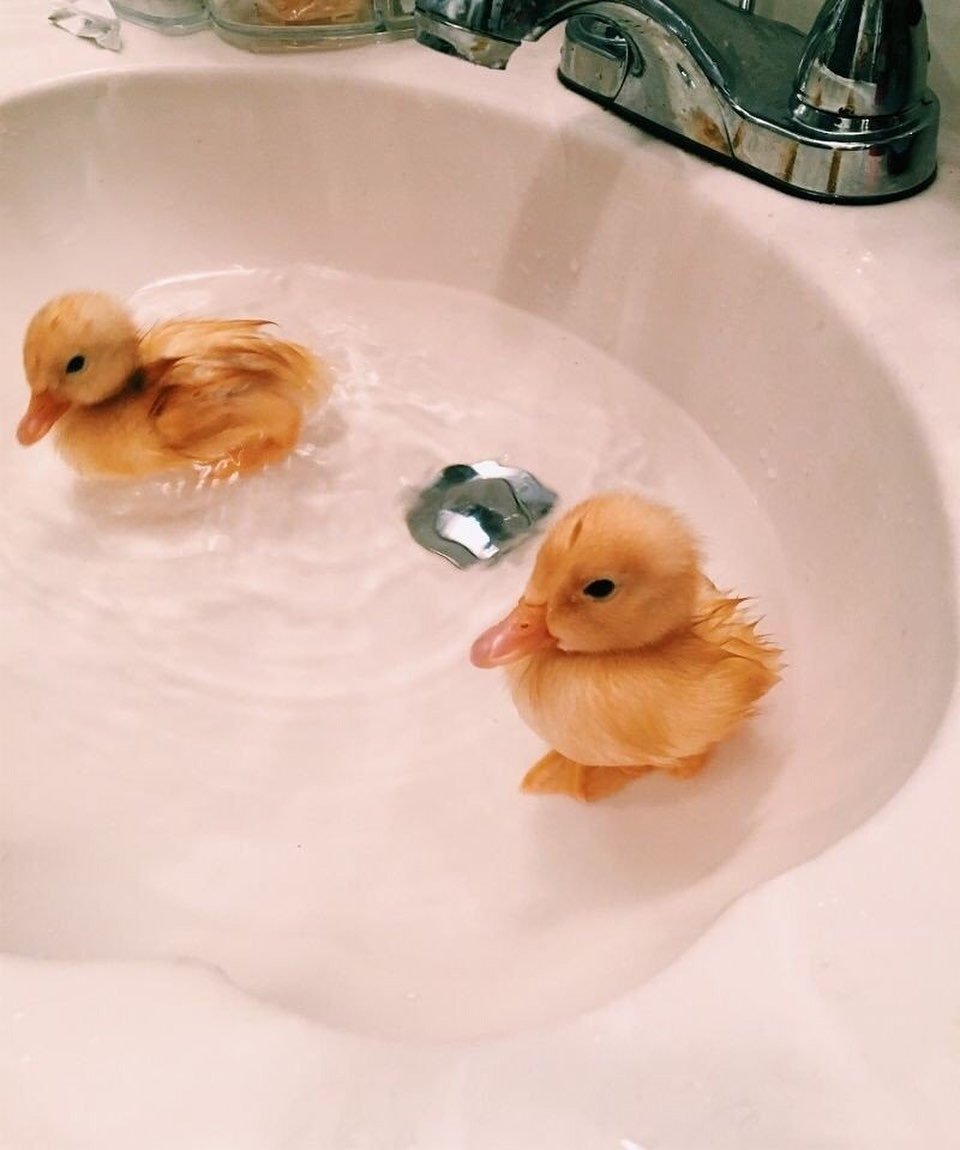 Уточка Живая