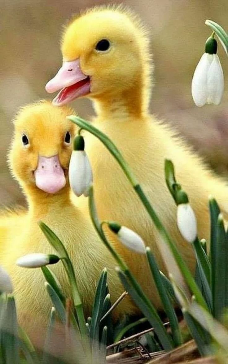 Милые утята