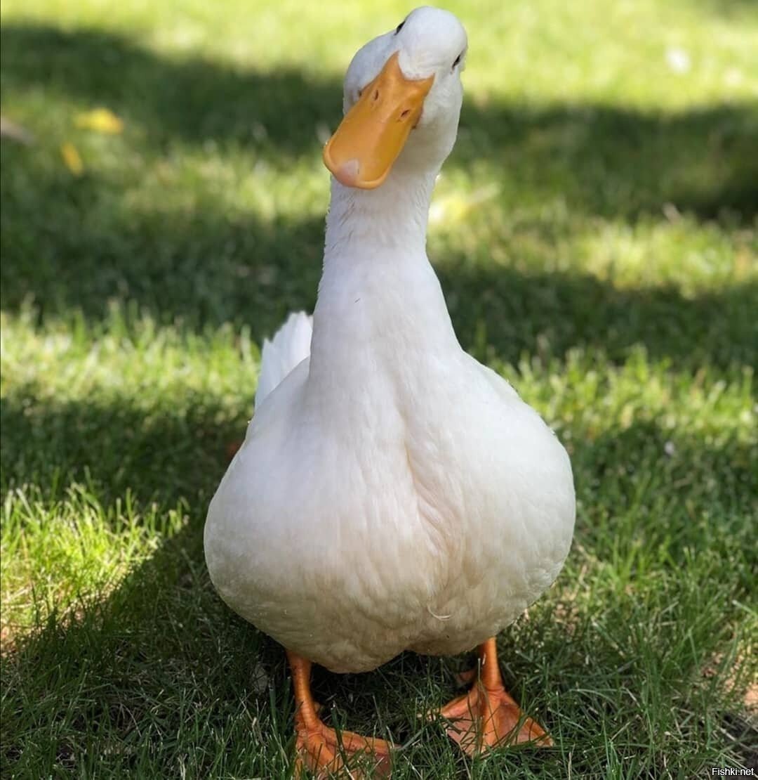 Гусь и утка
