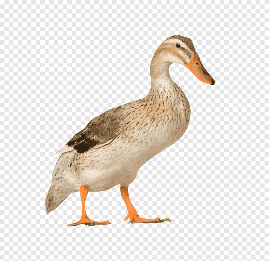 Утка домашняя на белом фоне