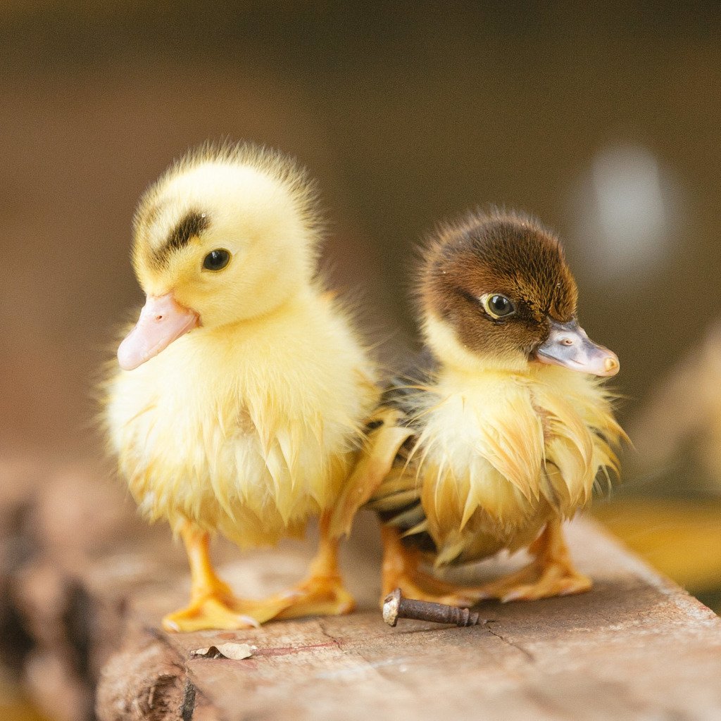 Маленькие утята