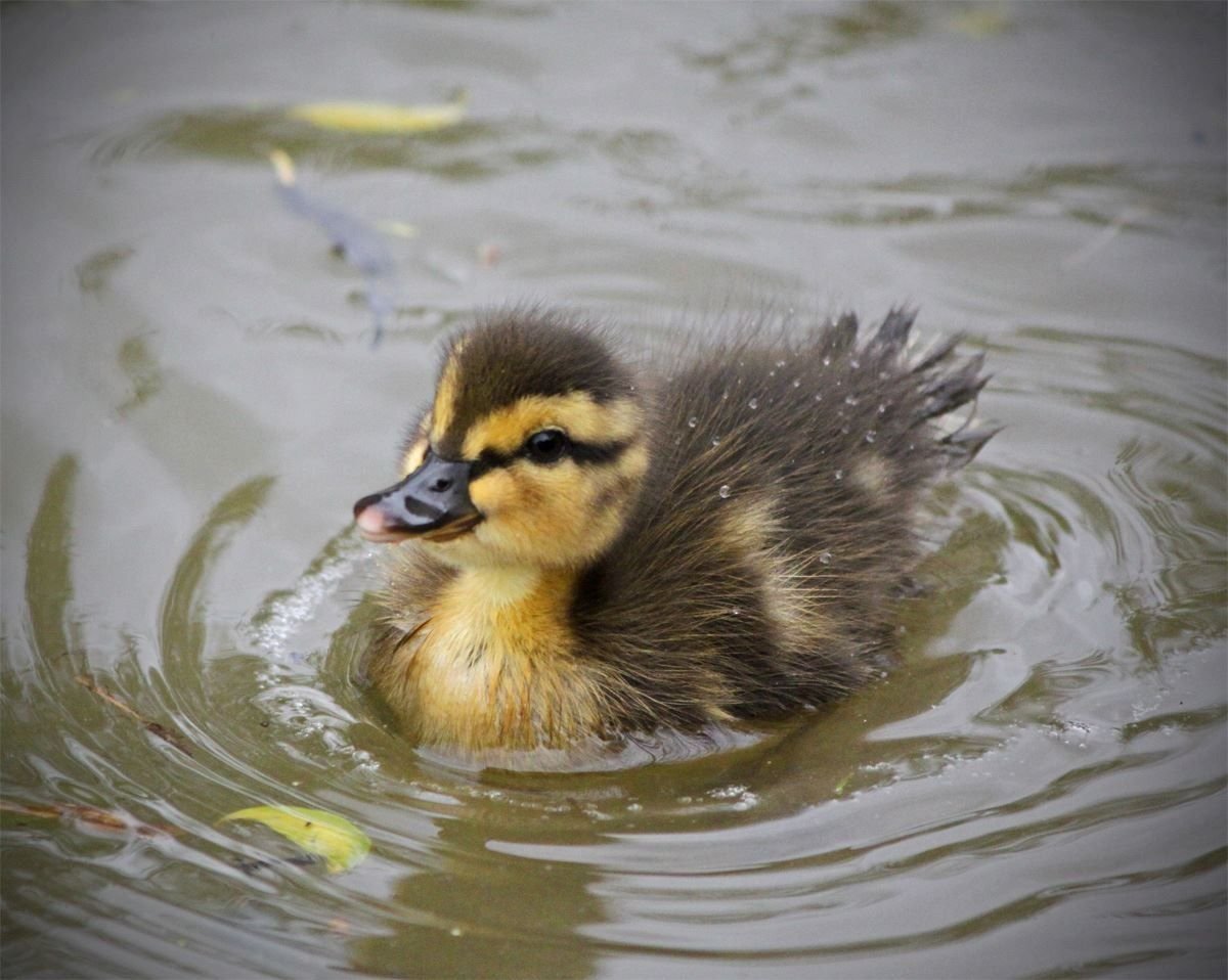 Милые уточки