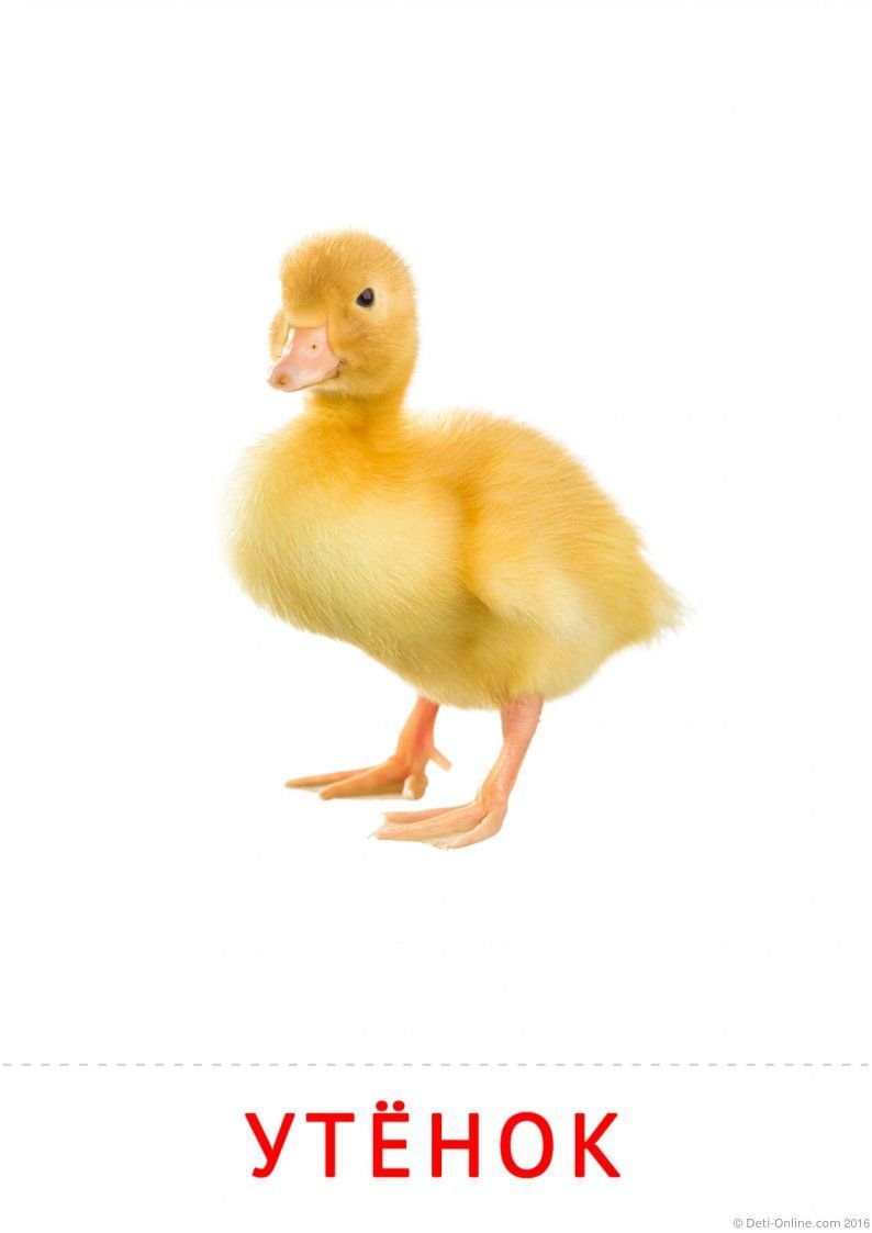 Карточки Домана домашние птицы