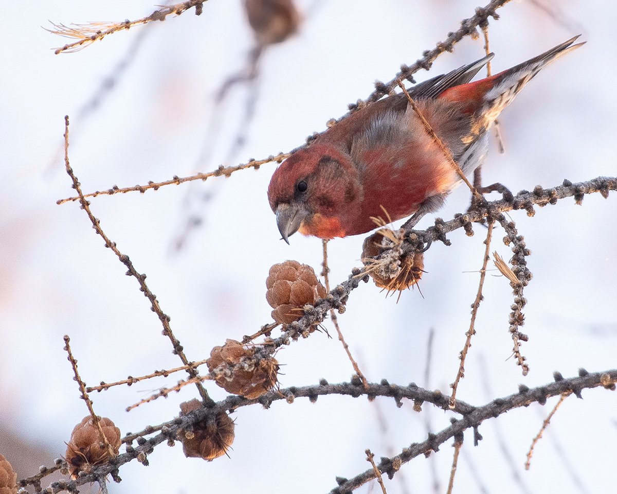 Гнездо клеста зимой