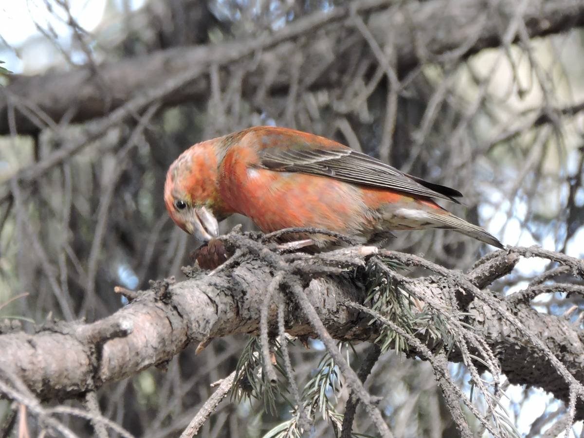 Клест-еловик (Loxia)