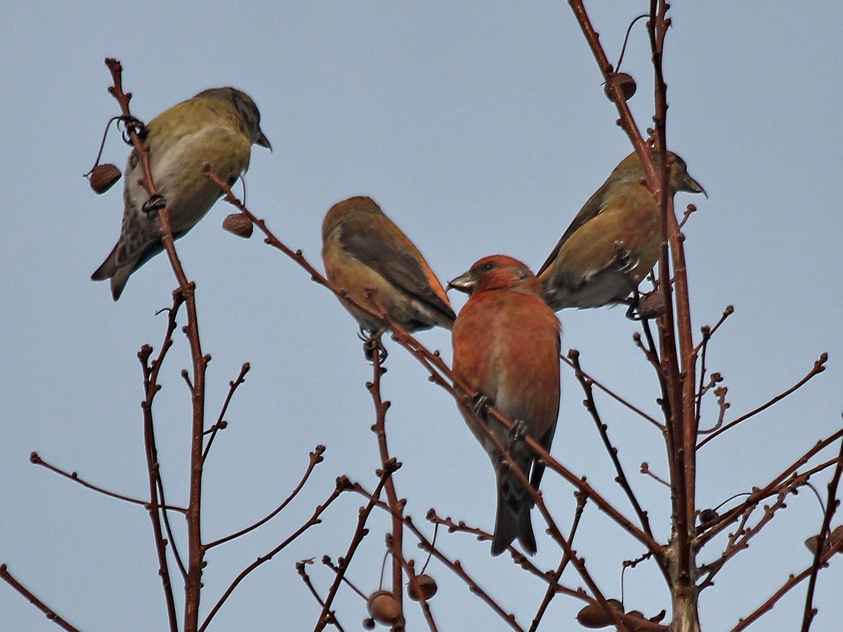 Клёст птица самка