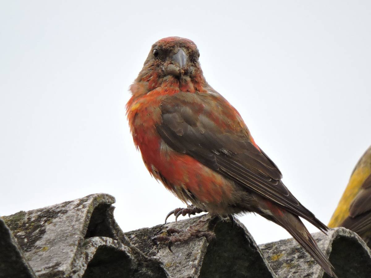 Клест в Крыму