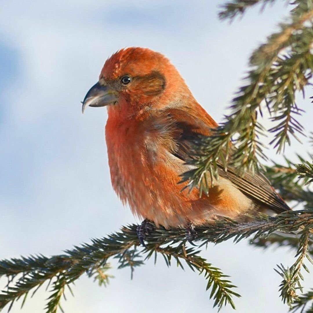 Клёст-еловик зимой