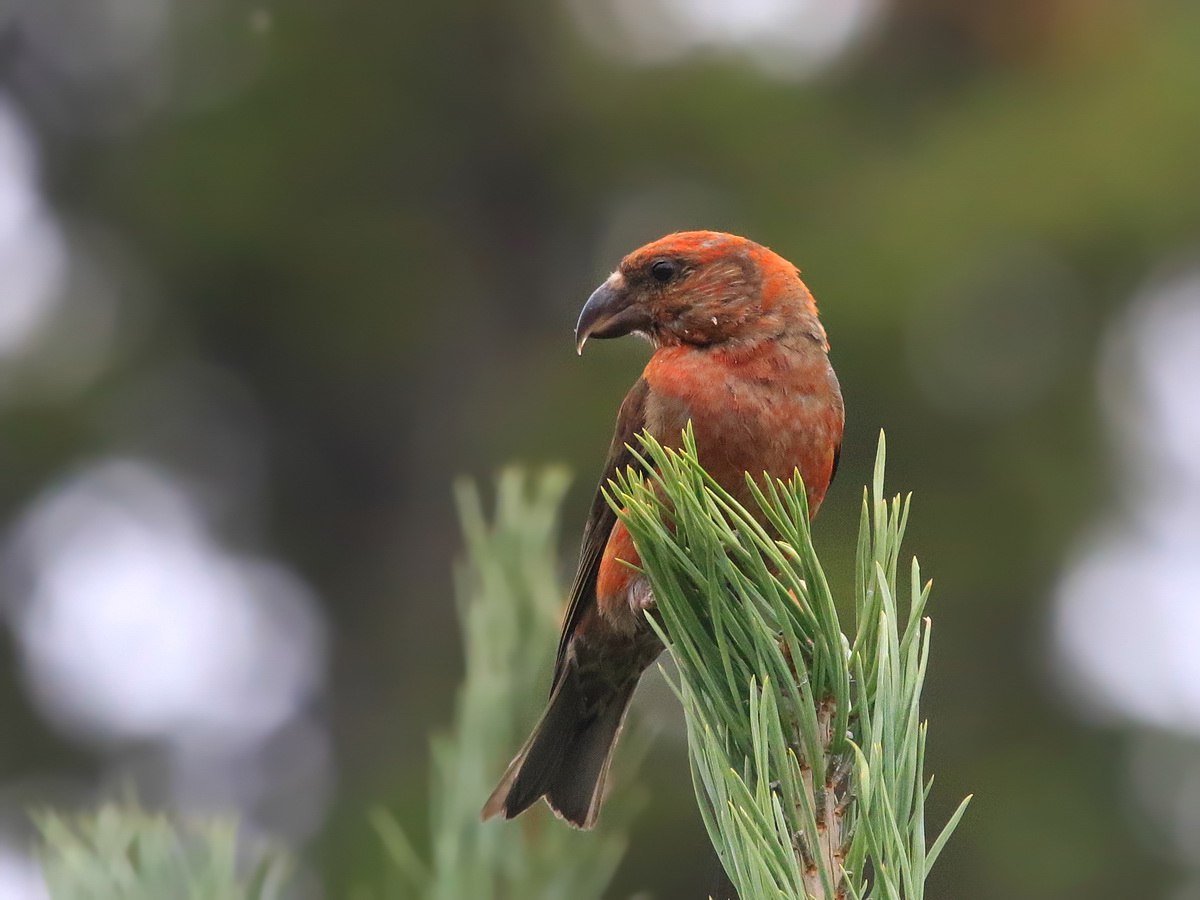 Клест-еловик (Loxia)
