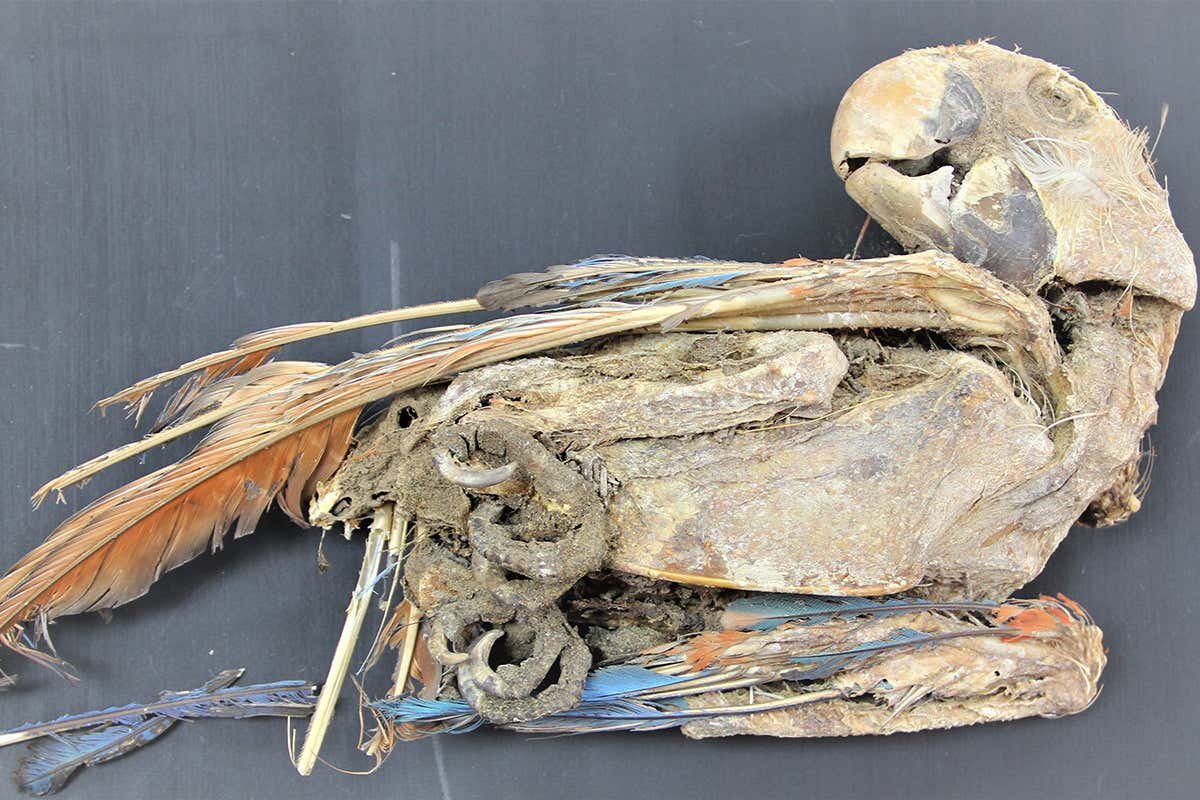 Мумия из пустыни Атакама