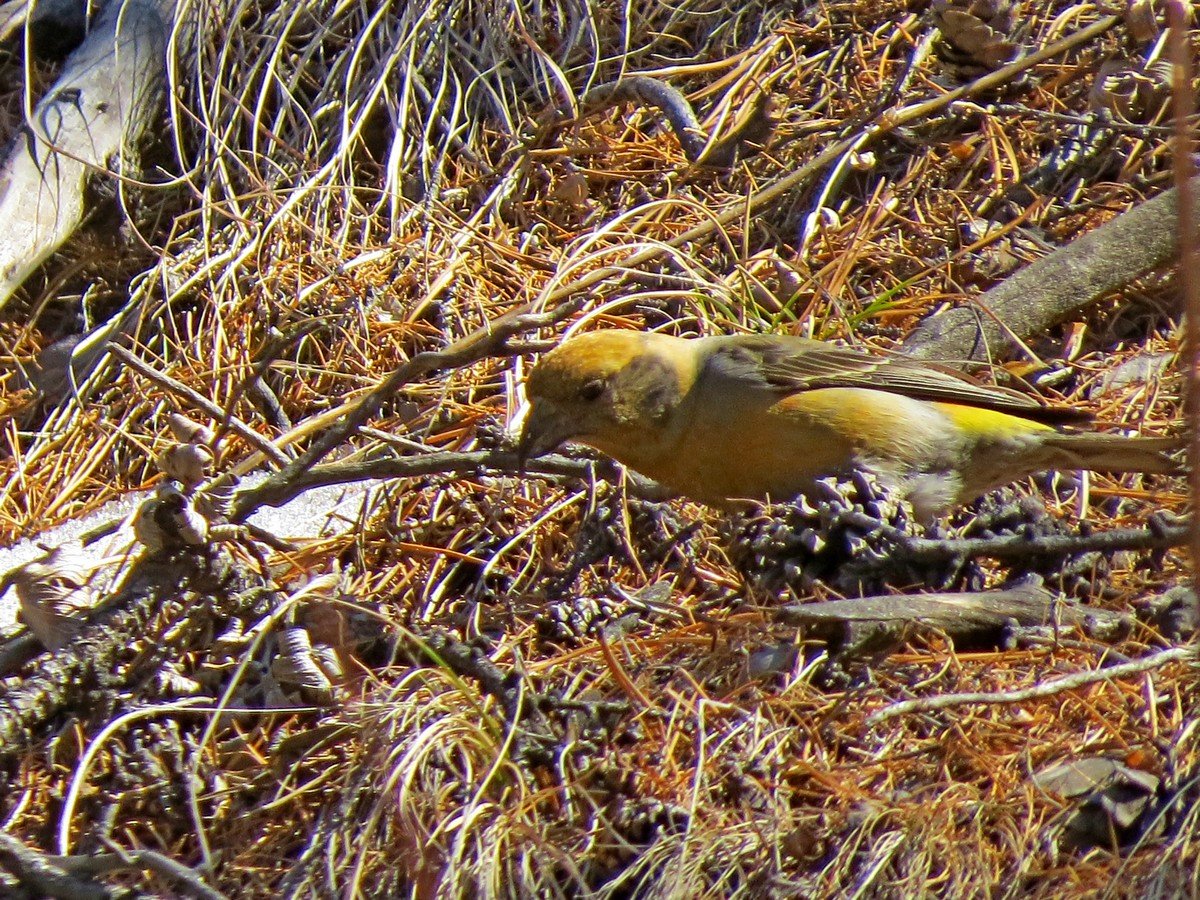 Клесты дохлые