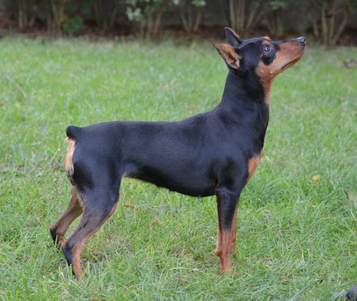Цвингер пинчер и Доберман