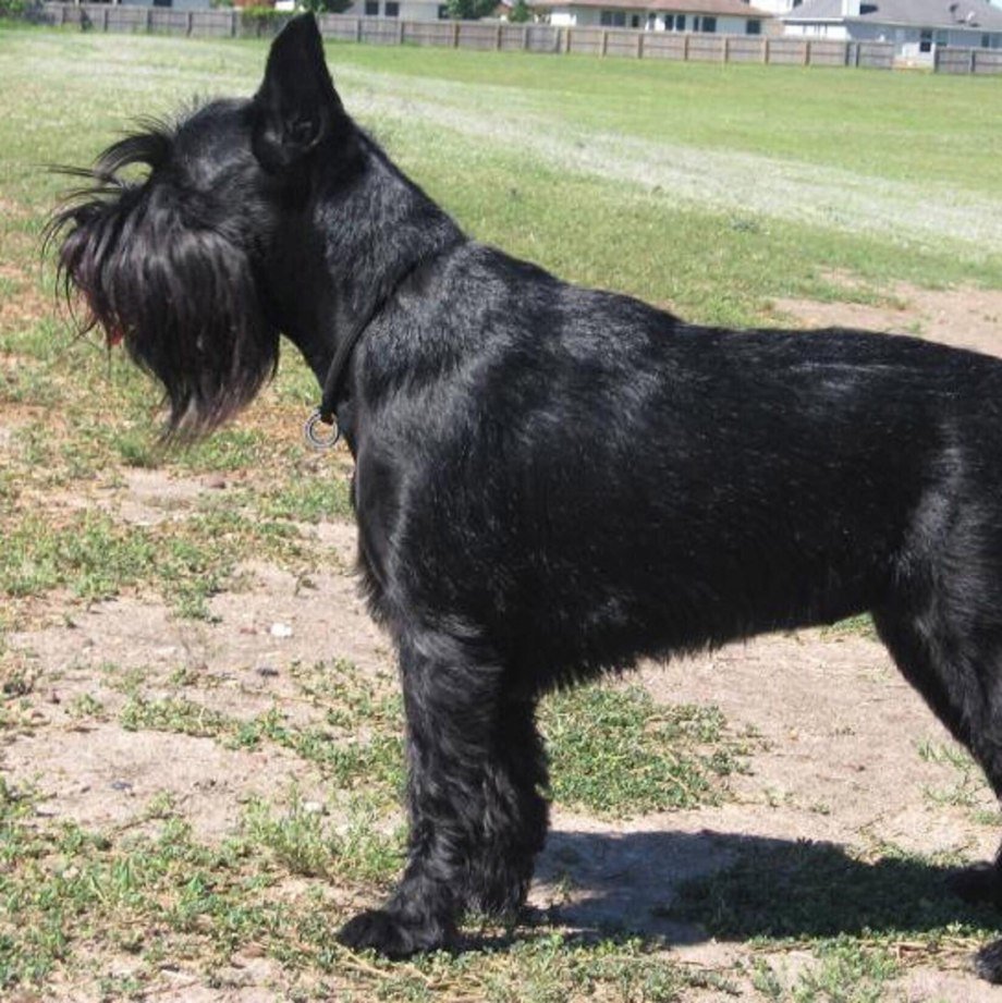 Шнауцер терьер черный