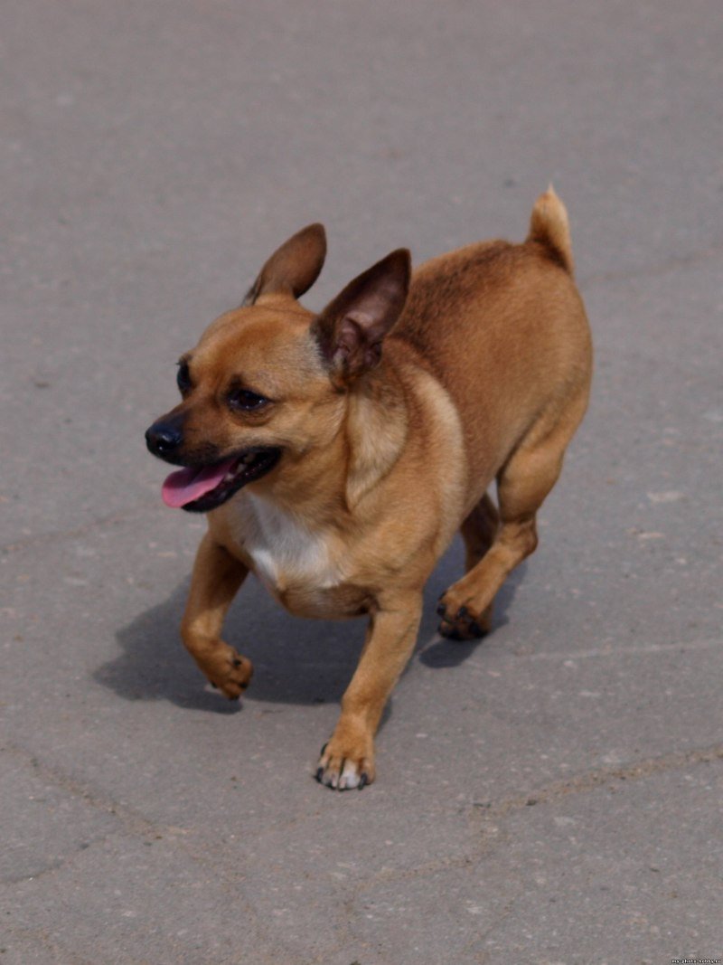 Рыжий чихуахуа тойтерьер