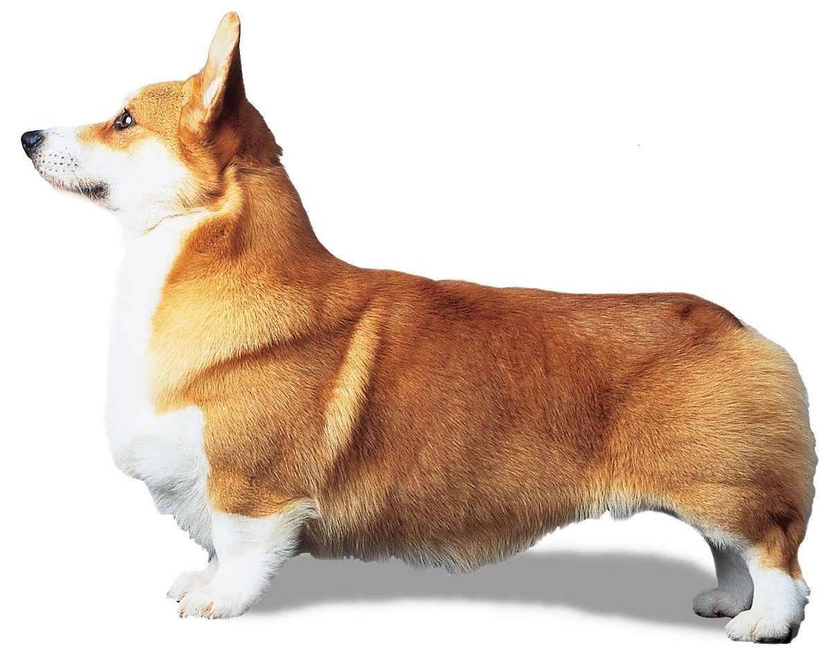 Порода вельш корги пемброк