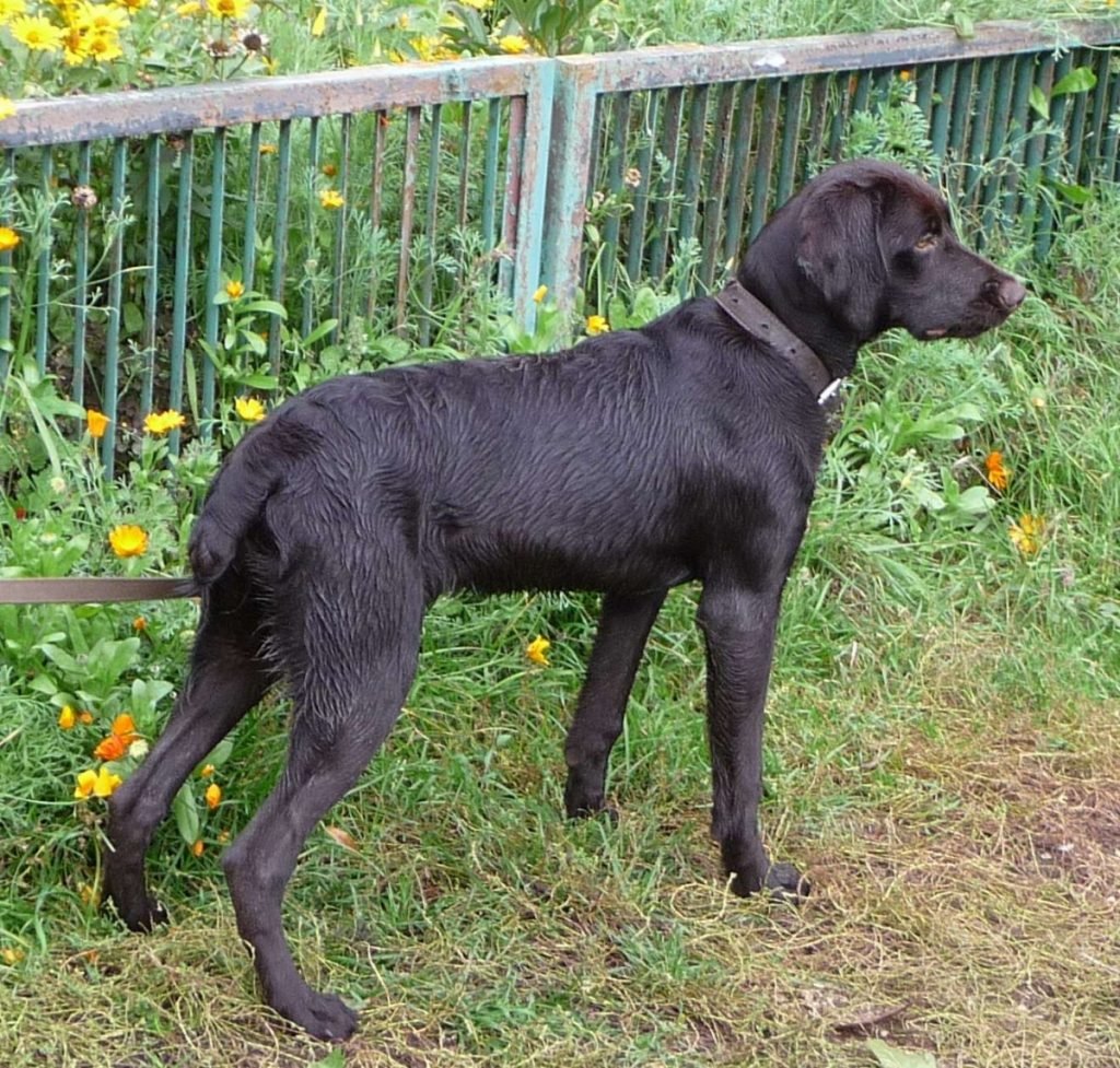 Дратхаар черный гладкошерстный