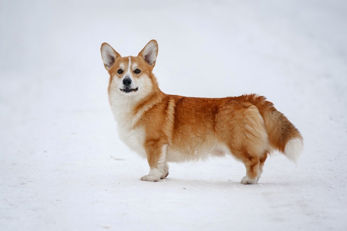 Собака вельш корги пемброк