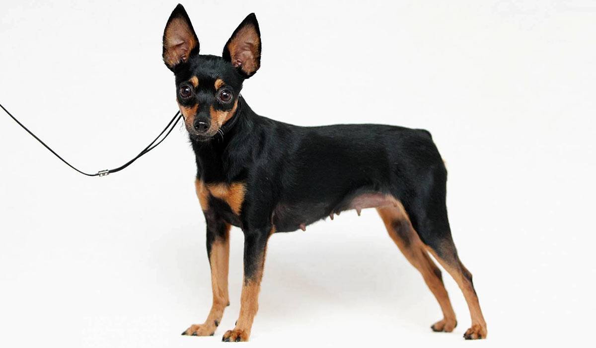 Пражский крысарик породы собак