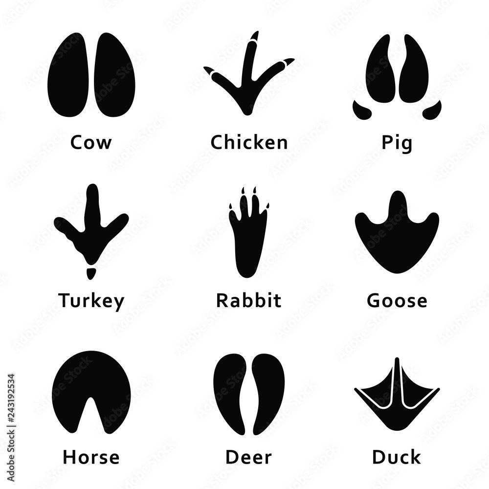 Следы птиц для детей