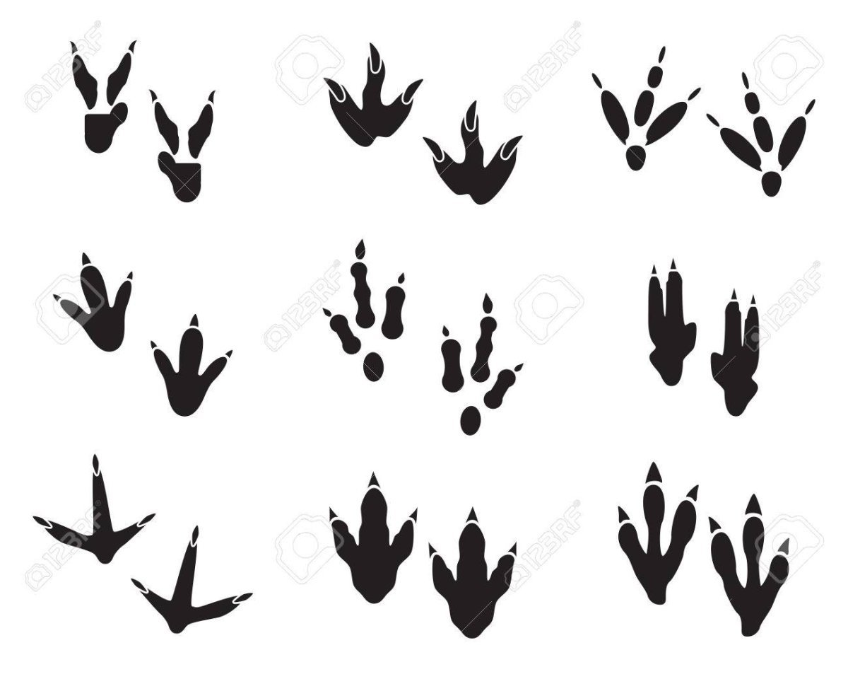 Отпечаток лапы динозавра