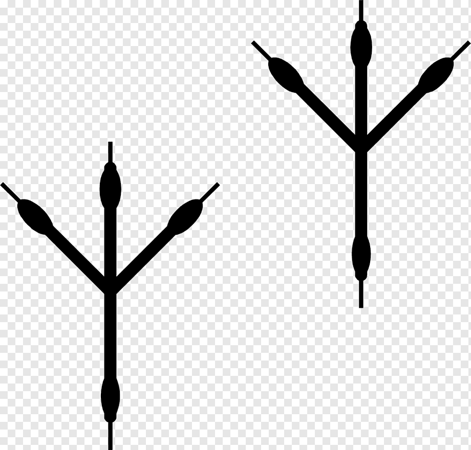 Следы вороны