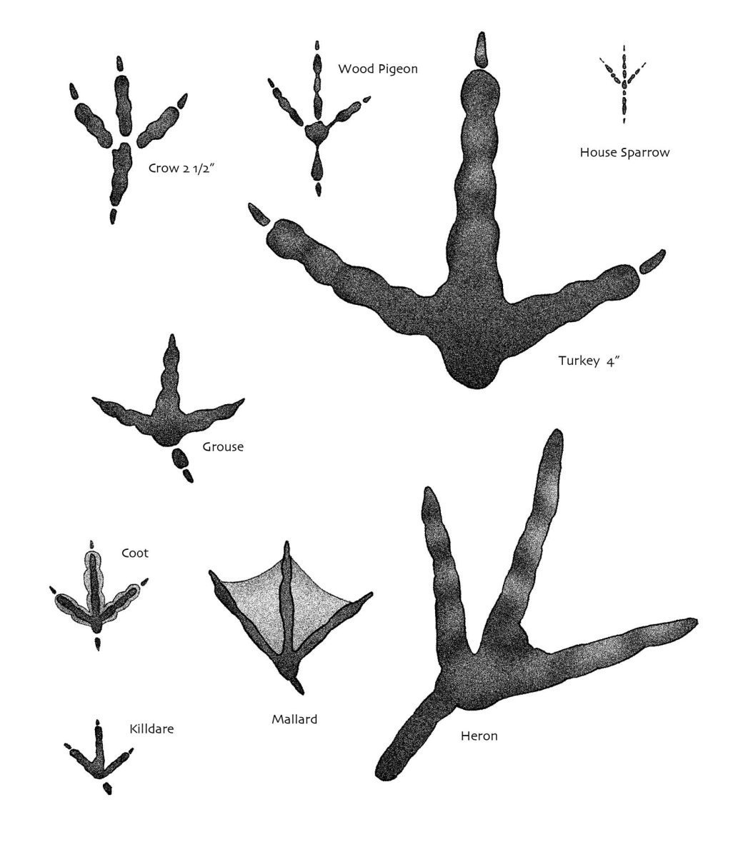 Отпечатки лап птиц