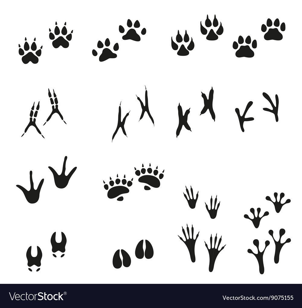 Следы диких зверей