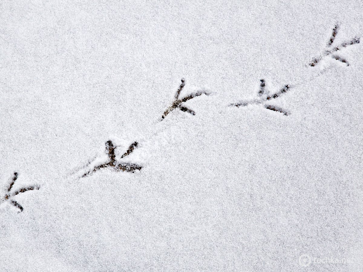 Следы сороки на снегу