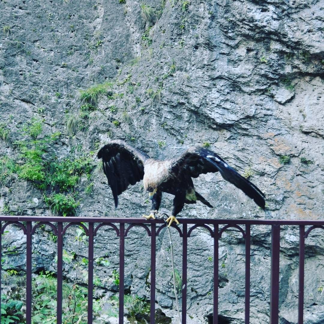 Зоопарк Кабардино Балкария