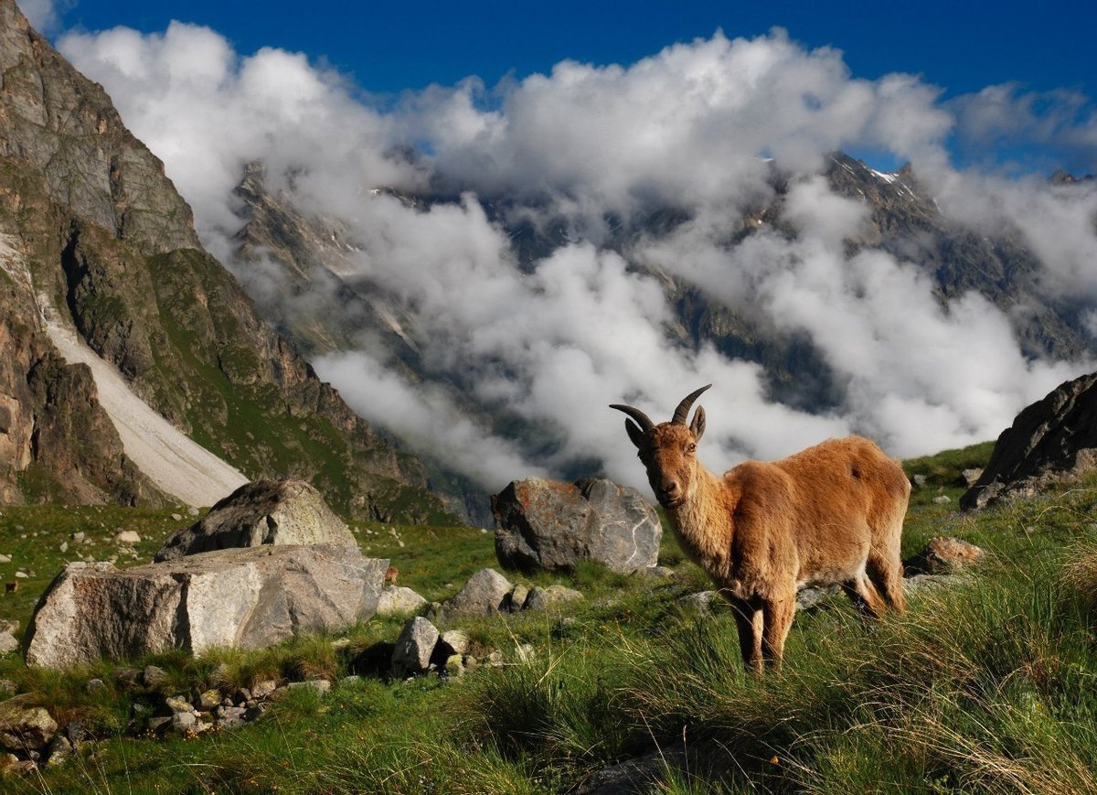 Горный козел Северная Осетия Алания