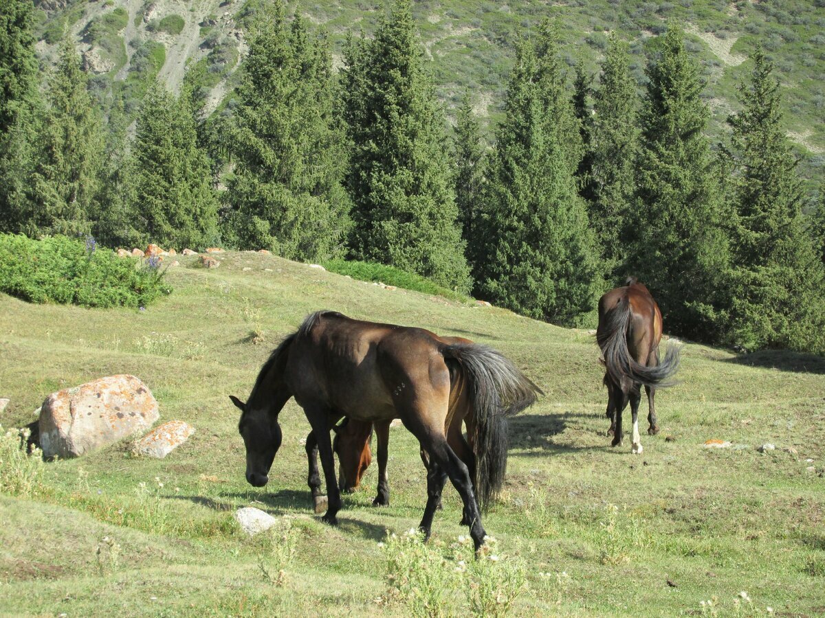 Музей лошадей в Кабардино Балкарии