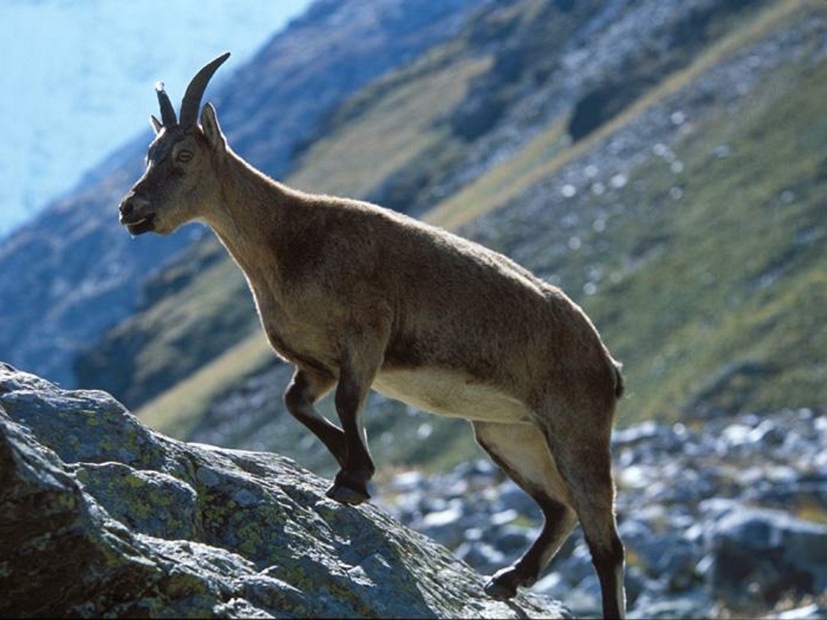 Кабардино-Балкарский высокогорный заповедник