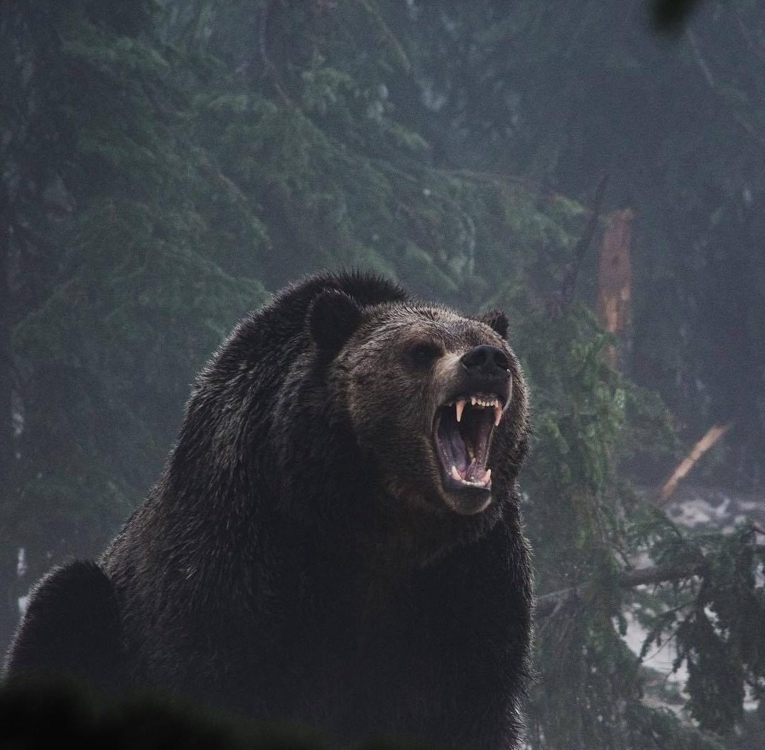 Медведь рычит
