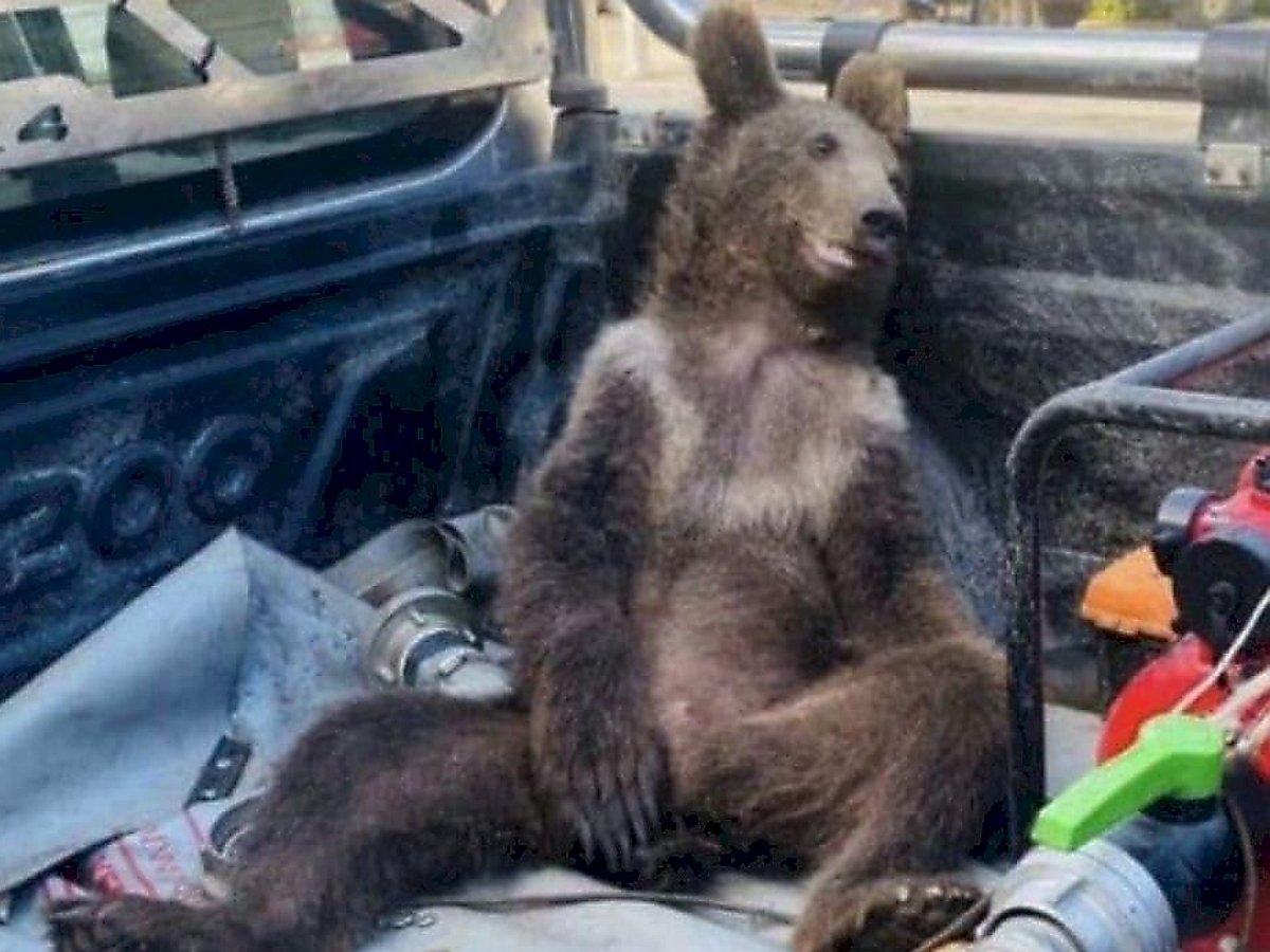 Пьяный медведь