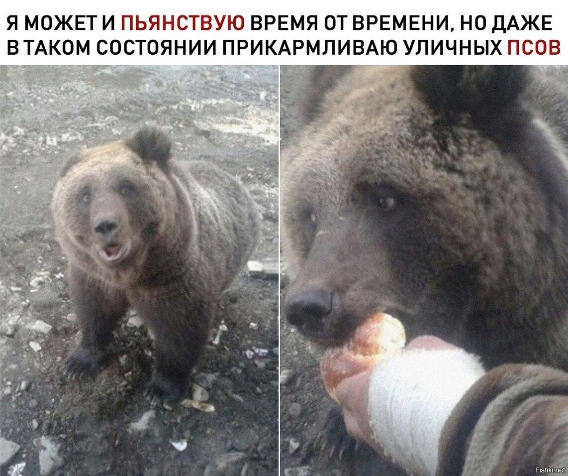 Чего боится медведь больше всего