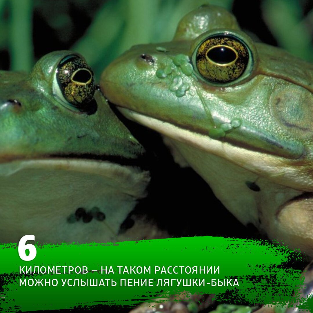 Бычья лягушка