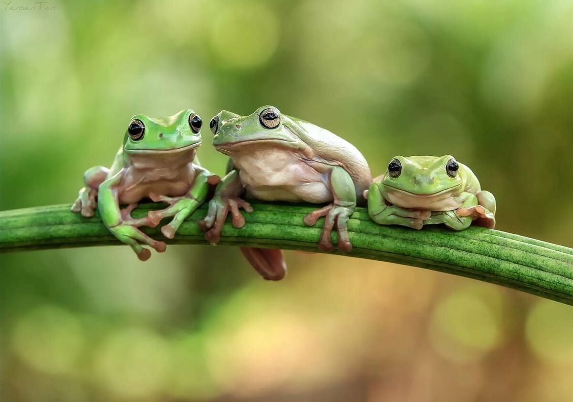 Милые лягушки