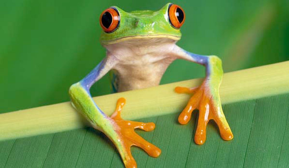 Лапки лягушки