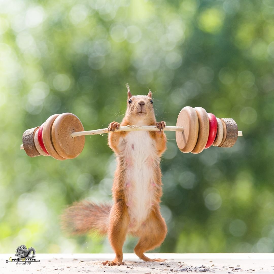 Животные спортсмены