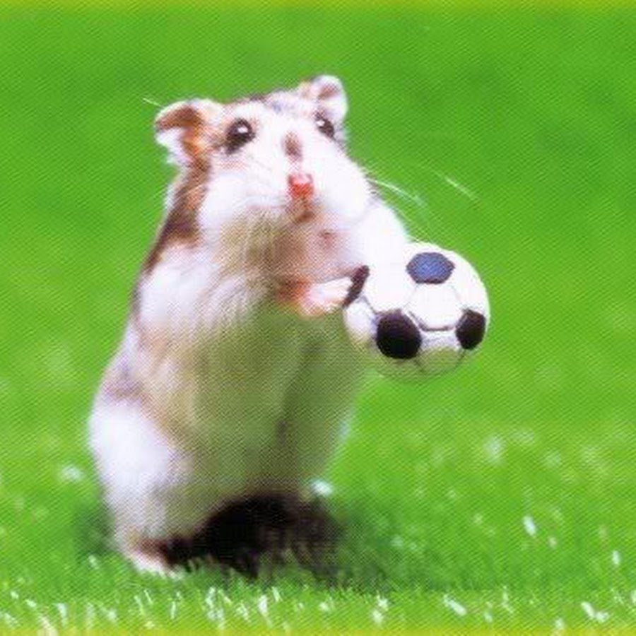 Спортивный хомяк