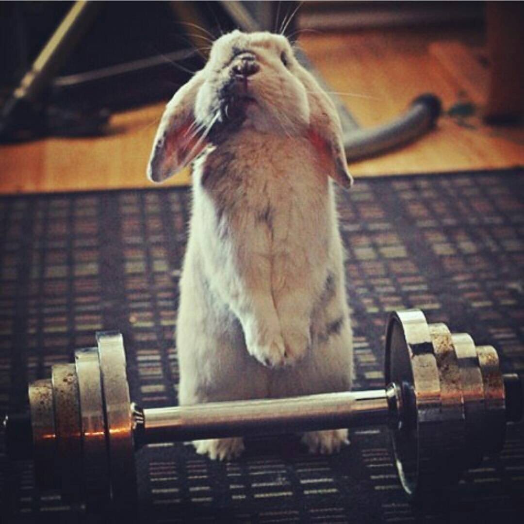 Спортивные животные