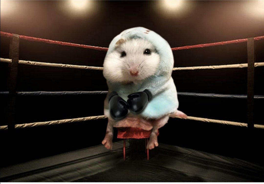 Бойцовский хомячок